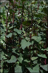 Garten-Melde, Atriplex hortensis, Chenopodiaceae, Atriplex hortensis, Garten-Melde, Beblättert Kauf von 00421atriplex_hortensisimg_2715.jpg