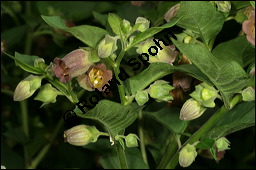 Echte Tollkirsche, Atropa belladonna, Solanaceae, Atropa belladonna, Atropa bella-donna, Echte Tollkirsche, Blühend Kauf von 00422atropa_belladonnaimg_7567.jpg