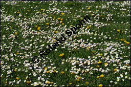 Gänseblümchen, Maßliebchen, Bellis perennis, Asteraceae, Bellis perennis, Gänseblümchen, Maßliebchen, Habitat Kauf von 00428bellis_perennisimg_6278.jpg