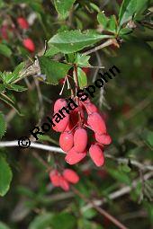 Gewöhnliche Berberitze, Berberis vulgaris, Berberidaceae, Berberis vulgaris, Gewöhnliche Berberitze, Gewöhnlicher Sauerdorn, Beblättert, Herbstfärbung Kauf von 00429_berberis_vulgaris_dsc_0200.jpg