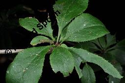 Gewöhnliche Berberitze, Berberis vulgaris, Berberidaceae, Berberis vulgaris, Gewöhnliche Berberitze, Gewöhnlicher Sauerdorn, Beblättert, Herbstfärbung Kauf von 00429_berberis_vulgaris_dsc_6757.jpg