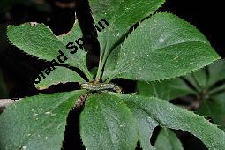 Gewöhnliche Berberitze, Berberis vulgaris, Berberidaceae, Berberis vulgaris, Gewöhnliche Berberitze, Gewöhnlicher Sauerdorn, Beblättert, Herbstfärbung Kauf von 00429_berberis_vulgaris_dsc_6758.jpg