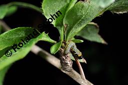 Gewöhnliche Berberitze, Berberis vulgaris, Berberidaceae, Berberis vulgaris, Gewöhnliche Berberitze, Gewöhnlicher Sauerdorn, Beblättert, Herbstfärbung Kauf von 00429_berberis_vulgaris_dsc_6759.jpg