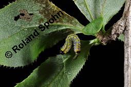 Gewöhnliche Berberitze, Berberis vulgaris, Berberidaceae, Berberis vulgaris, Gewöhnliche Berberitze, Gewöhnlicher Sauerdorn, Beblättert, Herbstfärbung Kauf von 00429_berberis_vulgaris_dsc_6760.jpg