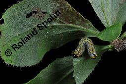 Gewöhnliche Berberitze, Berberis vulgaris, Berberidaceae, Berberis vulgaris, Gewöhnliche Berberitze, Gewöhnlicher Sauerdorn, Beblättert, Herbstfärbung Kauf von 00429_berberis_vulgaris_dsc_6761.jpg