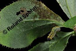 Gewöhnliche Berberitze, Berberis vulgaris, Berberidaceae, Berberis vulgaris, Gewöhnliche Berberitze, Gewöhnlicher Sauerdorn, Beblättert, Herbstfärbung Kauf von 00429_berberis_vulgaris_dsc_6762.jpg