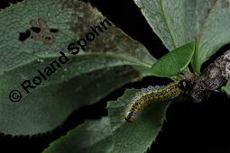 Gewöhnliche Berberitze, Berberis vulgaris, Berberidaceae, Berberis vulgaris, Gewöhnliche Berberitze, Gewöhnlicher Sauerdorn, Beblättert, Herbstfärbung Kauf von 00429_berberis_vulgaris_dsc_6763.jpg