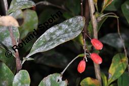 Gewöhnliche Berberitze, Berberis vulgaris, Berberidaceae, Berberis vulgaris, Gewöhnliche Berberitze, Gewöhnlicher Sauerdorn, Beblättert, Herbstfärbung Kauf von 00429_berberis_vulgaris_dsc_6872.jpg