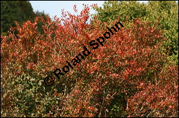 Gewöhnliche Berberitze, Berberis vulgaris, Berberidaceae, Berberis vulgaris, Gewöhnliche Berberitze, Gewöhnlicher Sauerdorn, Beblättert, Herbstfärbung Kauf von 00429berberis_vulgarisimg_4339.jpg