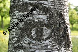 Hänge-Birke, Betula pendula, Betulaceae, Betula pendula, Betula alba, Betula verrucosa, Hänge-Birke, Warzen-Birke, Weiß-Birke, Sand-Birke, Baumreihe Kauf von 00431_betula_pendula_dsc_0578.jpg