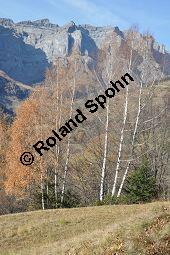 Hänge-Birke, Betula pendula, Betulaceae, Betula pendula, Betula alba, Betula verrucosa, Hänge-Birke, Warzen-Birke, Weiß-Birke, Sand-Birke, Baumreihe Kauf von 00431_betula_pendula_dsc_1139.jpg