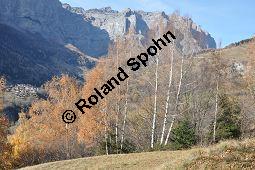 Hänge-Birke, Betula pendula, Betulaceae, Betula pendula, Betula alba, Betula verrucosa, Hänge-Birke, Warzen-Birke, Weiß-Birke, Sand-Birke, Baumreihe Kauf von 00431_betula_pendula_dsc_1140.jpg