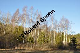 Hänge-Birke, Betula pendula, Betulaceae, Betula pendula, Betula alba, Betula verrucosa, Hänge-Birke, Warzen-Birke, Weiß-Birke, Sand-Birke, Baumreihe Kauf von 00431_betula_pendula_dsc_1504.jpg