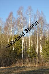 Hänge-Birke, Betula pendula, Betulaceae, Betula pendula, Betula alba, Betula verrucosa, Hänge-Birke, Warzen-Birke, Weiß-Birke, Sand-Birke, Baumreihe Kauf von 00431_betula_pendula_dsc_1505.jpg