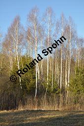 Hänge-Birke, Betula pendula, Betulaceae, Betula pendula, Betula alba, Betula verrucosa, Hänge-Birke, Warzen-Birke, Weiß-Birke, Sand-Birke, Baumreihe Kauf von 00431_betula_pendula_dsc_1506.jpg