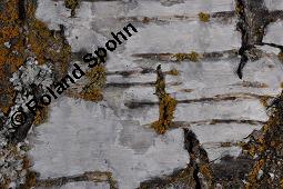 Hänge-Birke, Betula pendula, Betulaceae, Betula pendula, Betula alba, Betula verrucosa, Hänge-Birke, Warzen-Birke, Weiß-Birke, Sand-Birke, Baumreihe Kauf von 00431_betula_pendula_dsc_1552.jpg