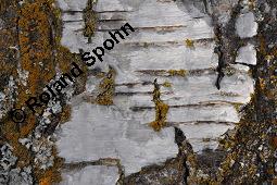 Hänge-Birke, Betula pendula, Betulaceae, Betula pendula, Betula alba, Betula verrucosa, Hänge-Birke, Warzen-Birke, Weiß-Birke, Sand-Birke, Baumreihe Kauf von 00431_betula_pendula_dsc_1553.jpg