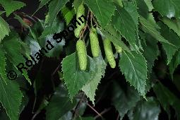 Hänge-Birke, Betula pendula, Betulaceae, Betula pendula, Betula alba, Betula verrucosa, Hänge-Birke, Warzen-Birke, Weiß-Birke, Sand-Birke, Baumreihe Kauf von 00431_betula_pendula_dsc_3901.jpg