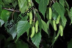 Hänge-Birke, Betula pendula, Betulaceae, Betula pendula, Betula alba, Betula verrucosa, Hänge-Birke, Warzen-Birke, Weiß-Birke, Sand-Birke, Baumreihe Kauf von 00431_betula_pendula_dsc_3902.jpg