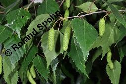 Hänge-Birke, Betula pendula, Betulaceae, Betula pendula, Betula alba, Betula verrucosa, Hänge-Birke, Warzen-Birke, Weiß-Birke, Sand-Birke, Baumreihe Kauf von 00431_betula_pendula_dsc_3903.jpg