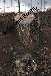 Hänge-Birke, Betula pendula, Betulaceae, Betula pendula, Betula alba, Betula verrucosa, Hänge-Birke, Warzen-Birke, Weiß-Birke, Sand-Birke, Baumreihe Kauf von 00431_betula_pendula_dsc_8682.jpg