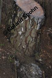 Hänge-Birke, Betula pendula, Betulaceae, Betula pendula, Betula alba, Betula verrucosa, Hänge-Birke, Warzen-Birke, Weiß-Birke, Sand-Birke, Baumreihe Kauf von 00431_betula_pendula_dsc_8683.jpg