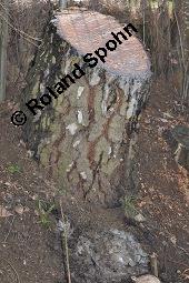 Hänge-Birke, Betula pendula, Betulaceae, Betula pendula, Betula alba, Betula verrucosa, Hänge-Birke, Warzen-Birke, Weiß-Birke, Sand-Birke, Baumreihe Kauf von 00431_betula_pendula_dsc_8684.jpg