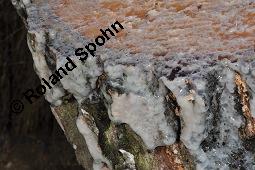 Hänge-Birke, Betula pendula, Betulaceae, Betula pendula, Betula alba, Betula verrucosa, Hänge-Birke, Warzen-Birke, Weiß-Birke, Sand-Birke, Baumreihe Kauf von 00431_betula_pendula_dsc_8685.jpg