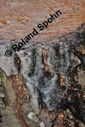 Hänge-Birke, Betula pendula, Betulaceae, Betula pendula, Betula alba, Betula verrucosa, Hänge-Birke, Warzen-Birke, Weiß-Birke, Sand-Birke, Baumreihe Kauf von 00431_betula_pendula_dsc_8686.jpg