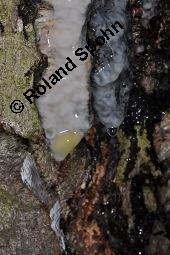 Hänge-Birke, Betula pendula, Betulaceae, Betula pendula, Betula alba, Betula verrucosa, Hänge-Birke, Warzen-Birke, Weiß-Birke, Sand-Birke, Baumreihe Kauf von 00431_betula_pendula_dsc_8688.jpg