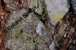 Hänge-Birke, Betula pendula, Betulaceae, Betula pendula, Betula alba, Betula verrucosa, Hänge-Birke, Warzen-Birke, Weiß-Birke, Sand-Birke, Baumreihe Kauf von 00431_betula_pendula_dsc_8689.jpg