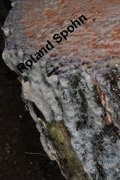 Hänge-Birke, Betula pendula, Betulaceae, Betula pendula, Betula alba, Betula verrucosa, Hänge-Birke, Warzen-Birke, Weiß-Birke, Sand-Birke, Baumreihe Kauf von 00431_betula_pendula_dsc_8690.jpg