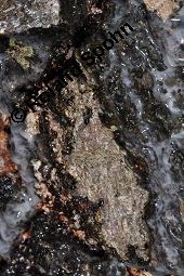 Hänge-Birke, Betula pendula, Betulaceae, Betula pendula, Betula alba, Betula verrucosa, Hänge-Birke, Warzen-Birke, Weiß-Birke, Sand-Birke, Baumreihe Kauf von 00431_betula_pendula_dsc_8691.jpg