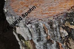 Hänge-Birke, Betula pendula, Betulaceae, Betula pendula, Betula alba, Betula verrucosa, Hänge-Birke, Warzen-Birke, Weiß-Birke, Sand-Birke, Baumreihe Kauf von 00431_betula_pendula_dsc_8692.jpg