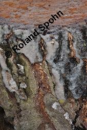 Hänge-Birke, Betula pendula, Betulaceae, Betula pendula, Betula alba, Betula verrucosa, Hänge-Birke, Warzen-Birke, Weiß-Birke, Sand-Birke, Baumreihe Kauf von 00431_betula_pendula_dsc_8693.jpg