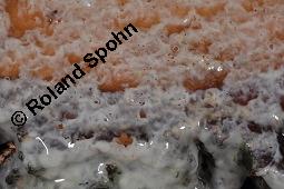 Hänge-Birke, Betula pendula, Betulaceae, Betula pendula, Betula alba, Betula verrucosa, Hänge-Birke, Warzen-Birke, Weiß-Birke, Sand-Birke, Baumreihe Kauf von 00431_betula_pendula_dsc_8694.jpg