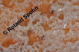 Hänge-Birke, Betula pendula, Betulaceae, Betula pendula, Betula alba, Betula verrucosa, Hänge-Birke, Warzen-Birke, Weiß-Birke, Sand-Birke, Baumreihe Kauf von 00431_betula_pendula_dsc_8695.jpg