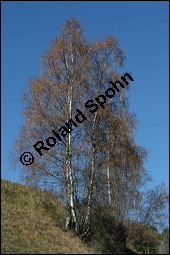 Hänge-Birke, Betula pendula, Betulaceae, Betula pendula, Betula alba, Betula verrucosa, Hänge-Birke, Warzen-Birke, Weiß-Birke, Sand-Birke, Baumreihe Kauf von 00431betula_pendulaimg_4431.jpg