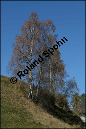 Hänge-Birke, Betula pendula, Betulaceae, Betula pendula, Betula alba, Betula verrucosa, Hänge-Birke, Warzen-Birke, Weiß-Birke, Sand-Birke, Baumreihe Kauf von 00431betula_pendulaimg_4432.jpg