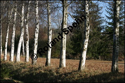 Hänge-Birke, Betula pendula, Betulaceae, Betula pendula, Betula alba, Betula verrucosa, Hänge-Birke, Warzen-Birke, Weiß-Birke, Sand-Birke, Baumreihe Kauf von 00431betula_pendulaimg_4650.jpg