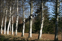 Hänge-Birke, Betula pendula, Betulaceae, Betula pendula, Betula alba, Betula verrucosa, Hänge-Birke, Warzen-Birke, Weiß-Birke, Sand-Birke, Baumreihe Kauf von 00431betula_pendulaimg_4651.jpg