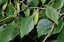 Moor-Birke, Betula pubescens, Betulaceae, Betula pubescens, Moor-Birke, Blatt Kauf von 00432_betula_pubescens_dsc_4604.jpg