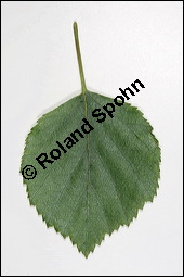 Moor-Birke, Betula pubescens, Betulaceae, Betula pubescens, Moor-Birke, Blatt Kauf von 00432betula_pubescensimg_3746.jpg