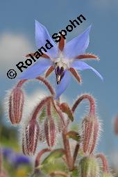 Einjähriger Borretsch, Gurkenkraut, Borago officinalis, Boraginaceae, Borago officinalis, Borretsch, Einjähriger Borretsch, Boretsch, Gurkenkraut, Blühend Kauf von 00433_borago_officinalis_dsc_6497.jpg