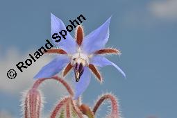 Einjähriger Borretsch, Gurkenkraut, Borago officinalis, Boraginaceae, Borago officinalis, Borretsch, Einjähriger Borretsch, Boretsch, Gurkenkraut, Blühend Kauf von 00433_borago_officinalis_dsc_6498.jpg