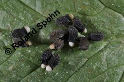 Einjähriger Borretsch, Gurkenkraut, Borago officinalis, Boraginaceae, Borago officinalis, Borretsch, Einjähriger Borretsch, Boretsch, Gurkenkraut, Blühend Kauf von 00433_borago_officinalis_dsc_6526.jpg