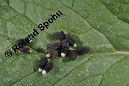 Einjähriger Borretsch, Gurkenkraut, Borago officinalis, Boraginaceae, Borago officinalis, Borretsch, Einjähriger Borretsch, Boretsch, Gurkenkraut, Blühend Kauf von 00433_borago_officinalis_dsc_6527.jpg