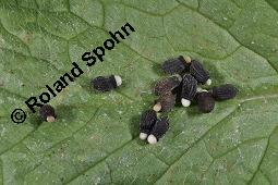 Einjähriger Borretsch, Gurkenkraut, Borago officinalis, Boraginaceae, Borago officinalis, Borretsch, Einjähriger Borretsch, Boretsch, Gurkenkraut, Blühend Kauf von 00433_borago_officinalis_dsc_6528.jpg