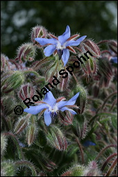 Einjähriger Borretsch, Gurkenkraut, Borago officinalis, Boraginaceae, Borago officinalis, Borretsch, Einjähriger Borretsch, Boretsch, Gurkenkraut, Blühend Kauf von 00433borago_officinalisimg_2068.jpg