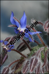 Einjähriger Borretsch, Gurkenkraut, Borago officinalis, Boraginaceae, Borago officinalis, Borretsch, Einjähriger Borretsch, Boretsch, Gurkenkraut, Blühend Kauf von 00433borago_officinalisimg_6191.jpg